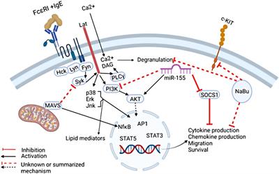 Editorial: Mast cells in allergic diseases